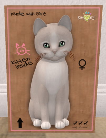 KittyCatS Box - New Born Kitten