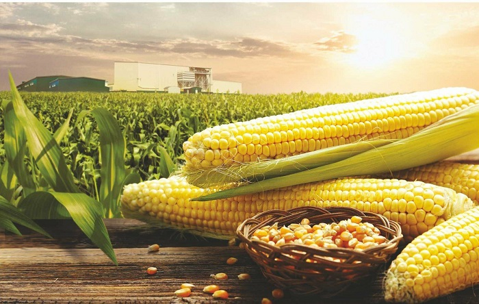 DFS Corn Basket
