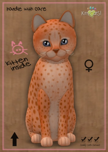 MEGAPUSS: KittyCatS Box - Cheetah! - Tangerine No. 2 - MegaPuss