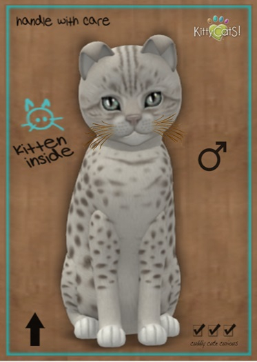 MEGAPUSS: KittyCatS Box - Ocicat - Platinum - MegaPuss
