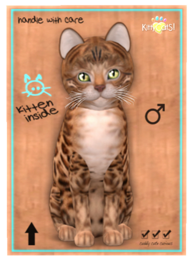 KittyCatS Box - New Born Kitten (Male)