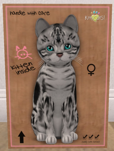 KittyCatS Box - New Born Kitten