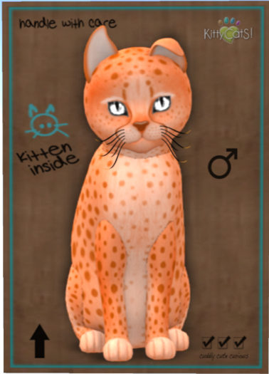 KittyCatS Box - Cheetah! - Tangerine No. 2