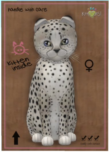 KittyCatS Box - Cheetah! - Maltese Black Chinchilla