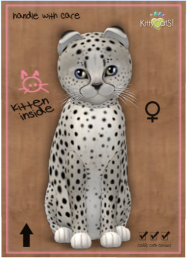 KittyCatS Box - Cheetah! - Maltese Black Chinchilla