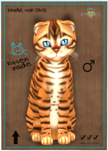 KittyCatS Box - Toyger - Caramel