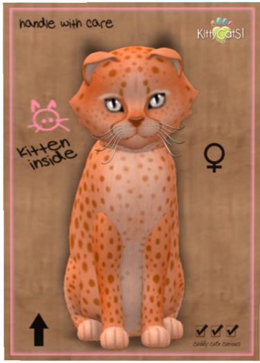 KittyCatS Box - Cheetah! - Tangerine No. 2