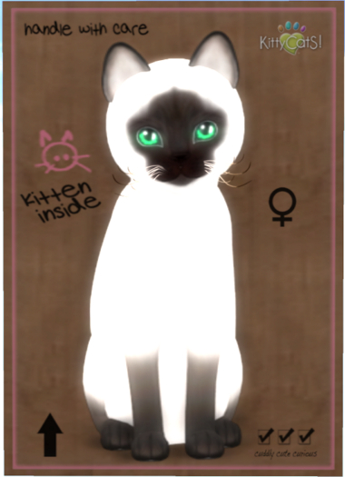 KittyCatS Box - Siamese - Chocolate