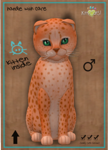 KittyCatS Box - Cheetah! - Tangerine No. 2