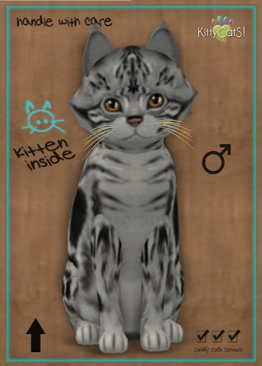 MEGAPUSS FLOOFY: KittyCatS Box - American Shorthair - Silver Tabby - MegaPuss