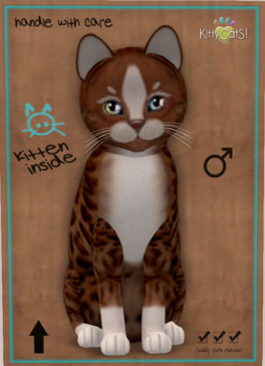 KittyCatS Box - New Born Kitten