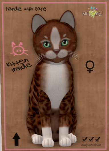 KittyCatS Box - New Born Kitten