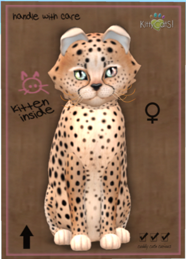 KittyCatS Box - Cheetah! - Au Natural