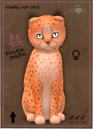KittyCatS Box - Cheetah! - Tangerine No. 2