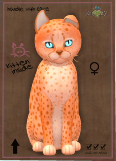 KittyCatS Box - Cheetah! - Tangerine No. 2