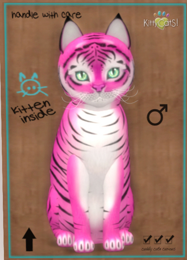 KittyCatS Box - New Born Kitten