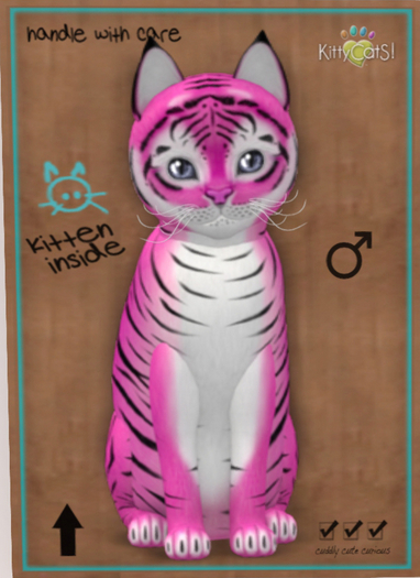 KittyCatS Box - New Born Kitten