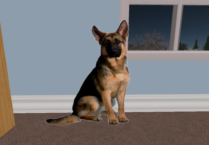german shepard
