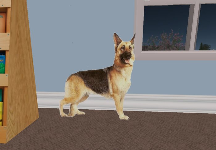 german shepard standing