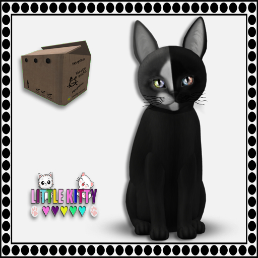 KittyCatS Box - 9T CaBBits - Teal Collar/Chimera - Black Grey F