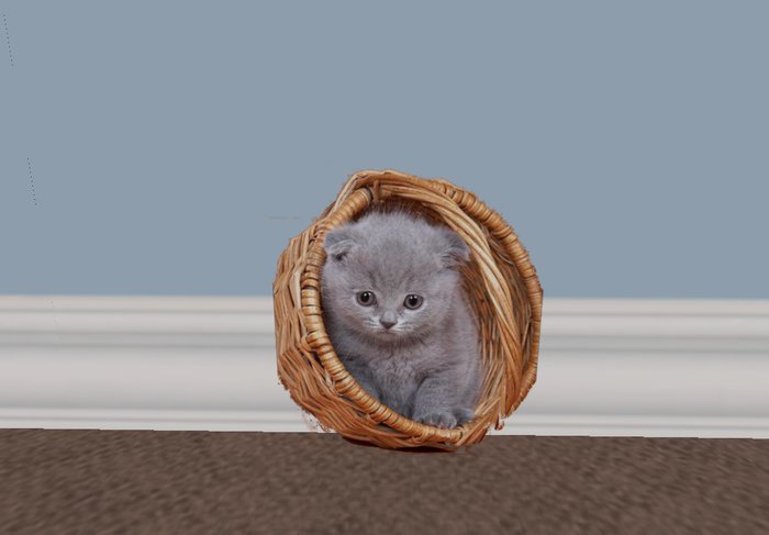 grey kitten basket