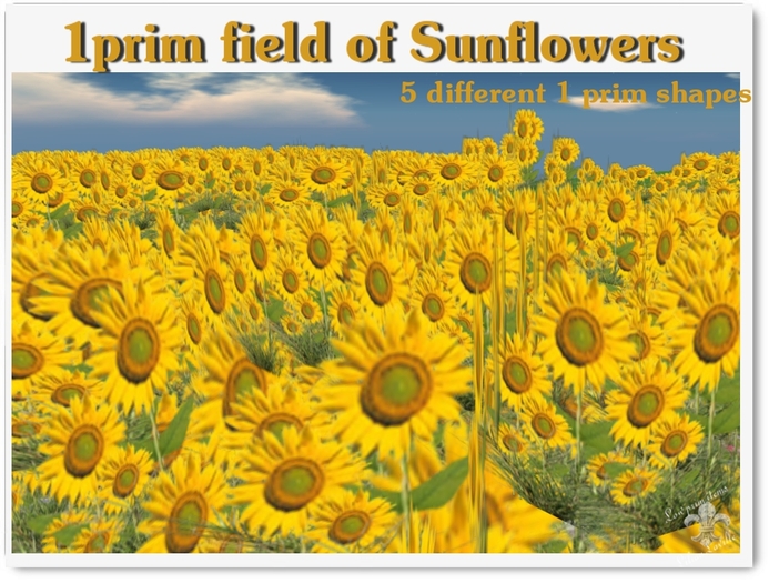 FIELDS OF SUNFLOWERS- package of 5 different fields