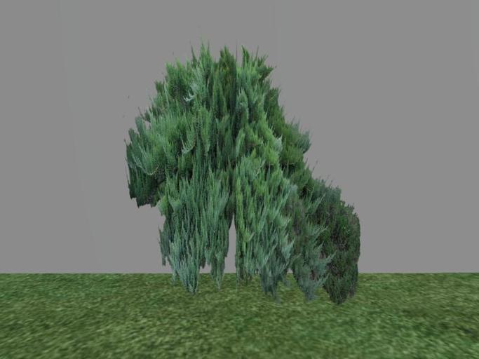 Arkads 1 Prim Tam Juniper