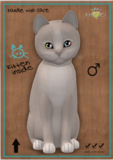 KittyCatS Box - New Born Kitten