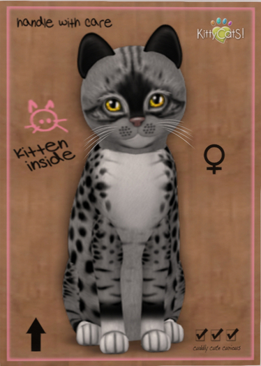 KittyCatS Box - New Born Kitten