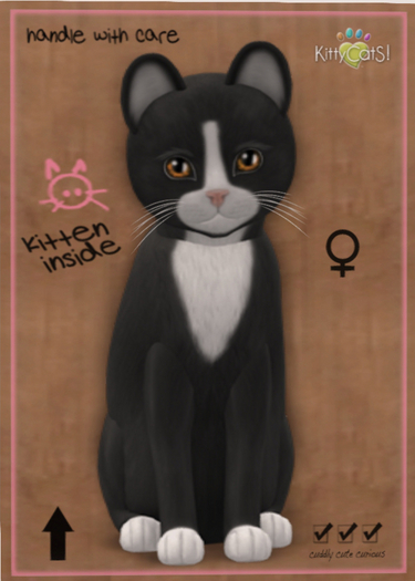 KittyCatS Box - New Born Kitten