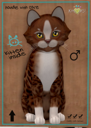 KittyCatS Box - New Born Kitten