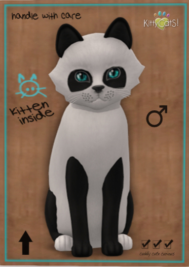 KittyCatS Box - New Born Kitten