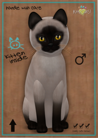 KittyCatS Box - New Born Kitten 1