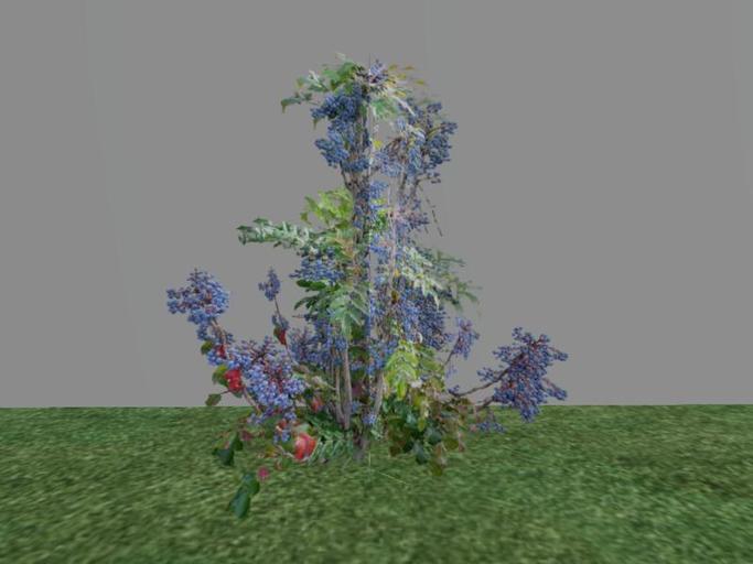 Arkads 1 Prim Oregon Grape Holly