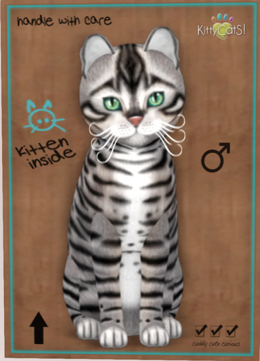 KittyCatS Box - New Born Kitten