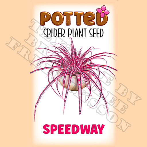 Potted: Spider Plant Seed: Speedway (ACTUAL PLANT SEED) - Retired!