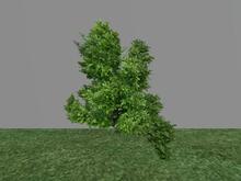 Arkads 1 Prim Magnolia