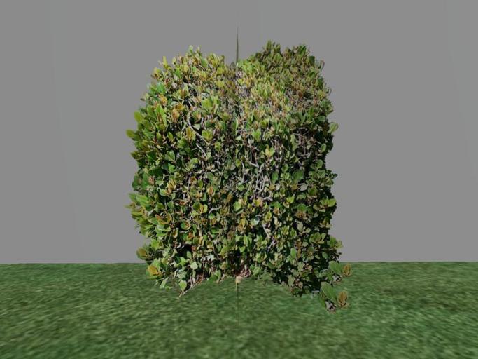 Arkads 1 Prim Japanese Privet v1