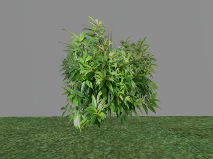 Arkads 1 Prim Coast Leucothoe
