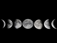 Moon Phases Wall Decal (transparent background)