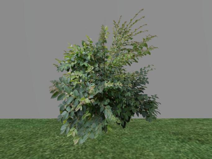 Arkads 1 Prim Chinese Witch Hazel