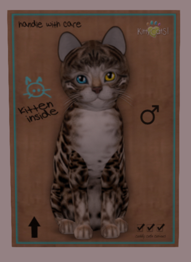 KittyCatS Box - Bengal - Tawny