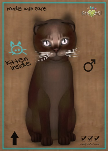 MEGAPUSS: KittyCatS Box - Abyssinian - Dark Chocolate - MegaPuss