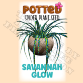 Potted: Spider Plant Seed: Savannah Glow (ACTUAL PLANT SEED) - Leopard Print 80s