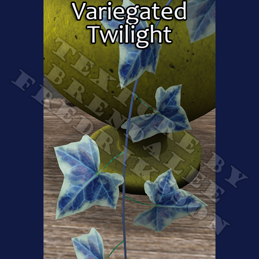 Potted: Ivy Plant Seed: Variegated Twilight (ACTUAL PLANT SEED) - Retired!