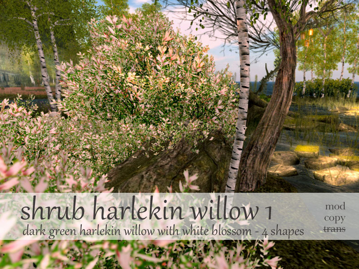 Samsa . shrub harlekin willow1 - 3 shapes + hedge