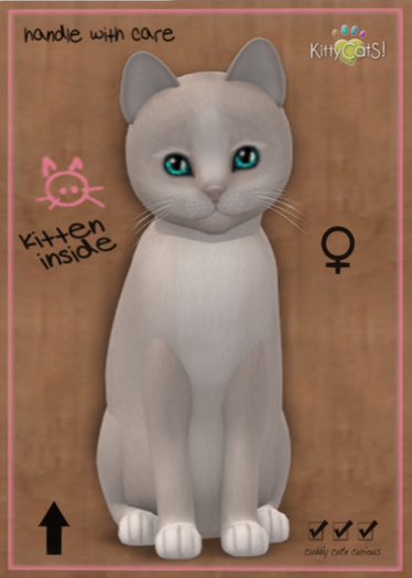 KittyCatS Box - New Born Kitten