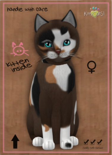 KittyCatS Box - New Born Kitten