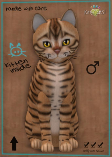 KittyCatS Box -tan toyger male New Born Kitten