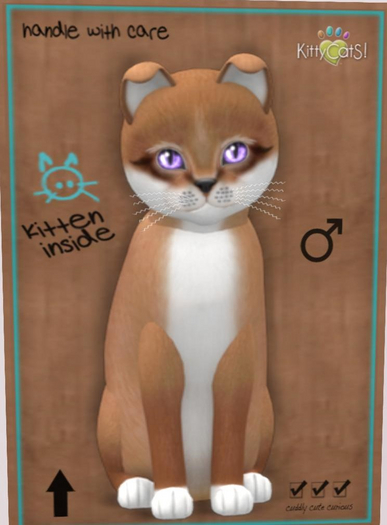 KittyCatS Box - male auburn foxie New Born Kitten